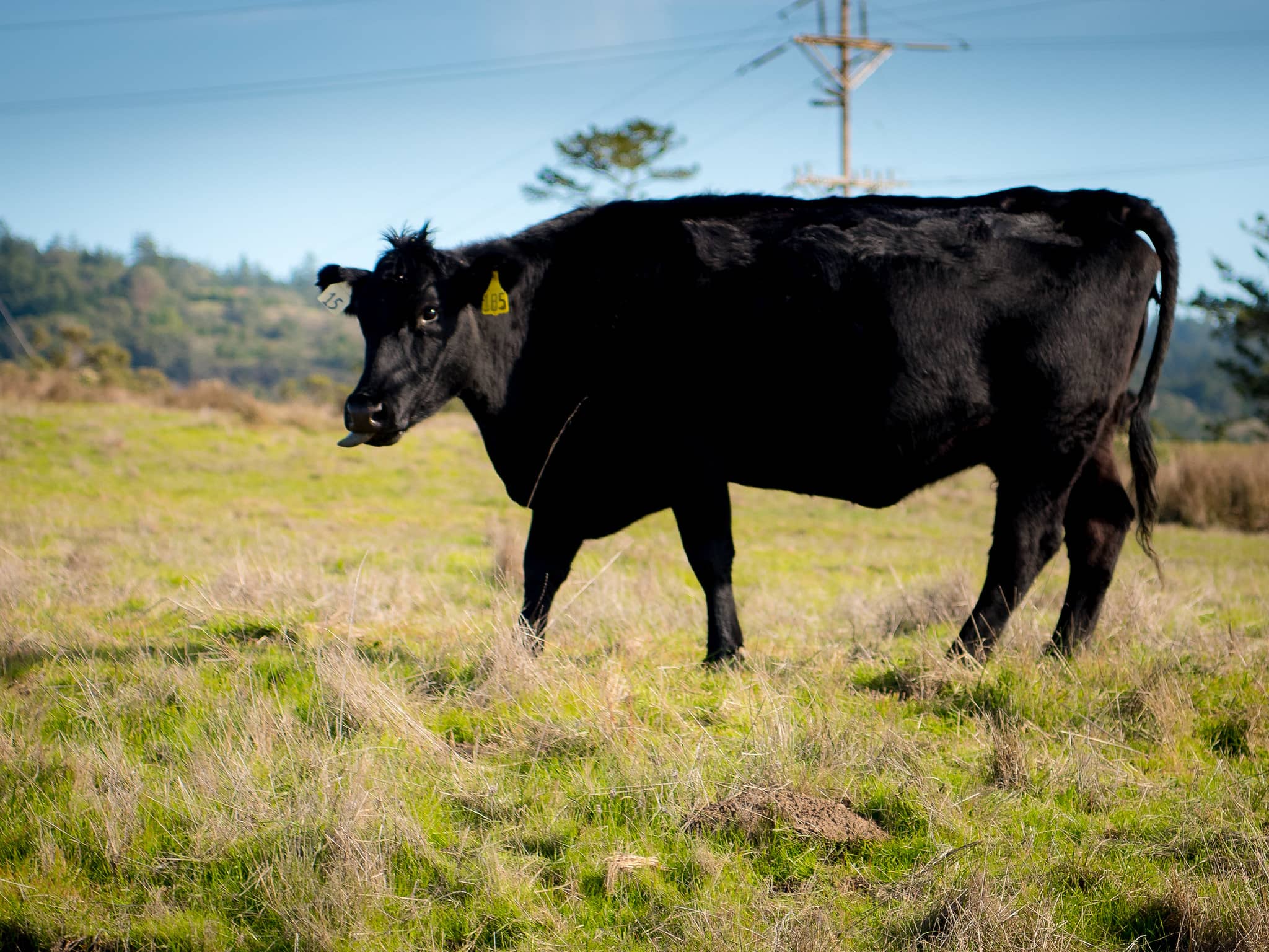 Bureau of Land Management California blmcalifornia Follow Grazing Cow in Central Coast Field Office