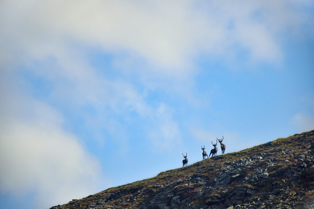 Elk standing on a mountain in front of a bright school