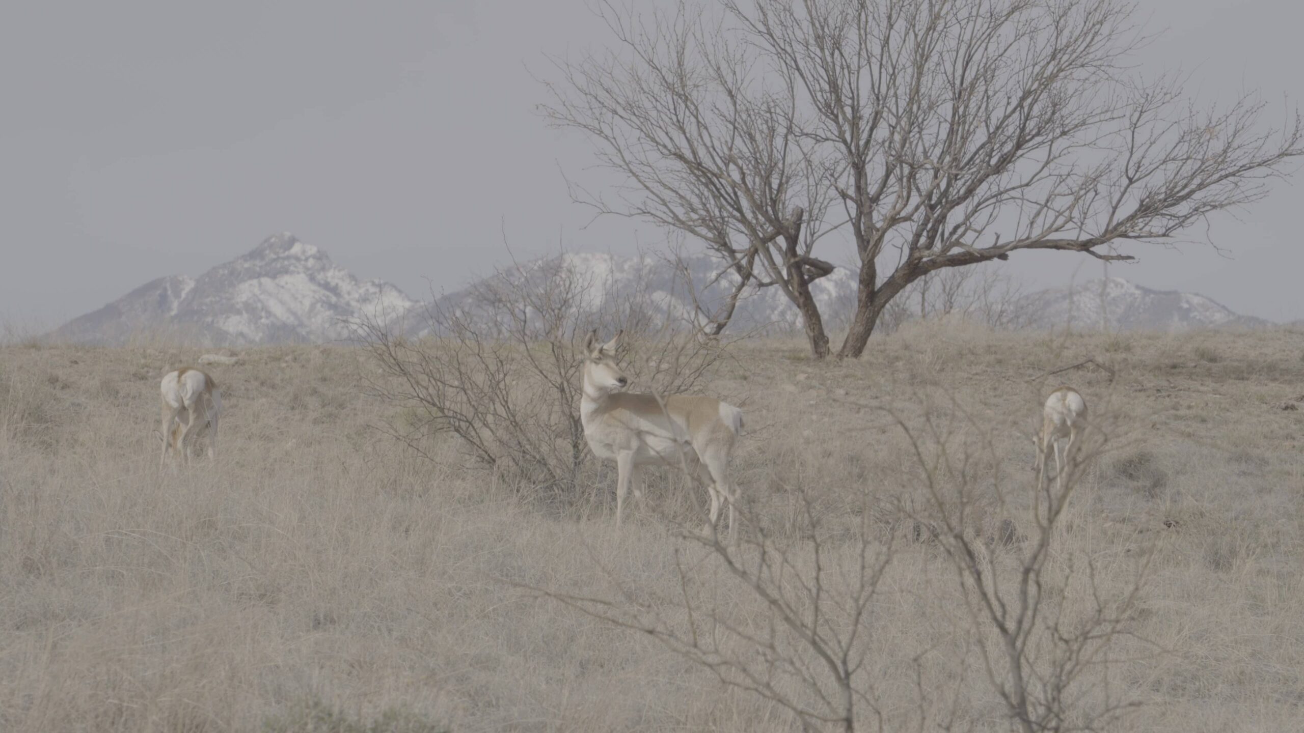 Pronghorn_Liem Huynh (1)